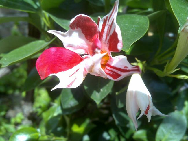 Name:  Foto490.jpg
Views: 554
Size:  40.0 KB