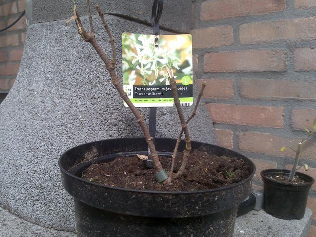Name:  Foto501.jpg
Views: 575
Size:  70.1 KB