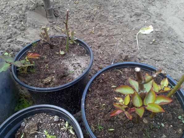Name:  Foto509.jpg
Views: 554
Size:  70.6 KB