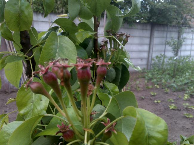 Name:  Foto539.jpg
Views: 545
Size:  51.4 KB