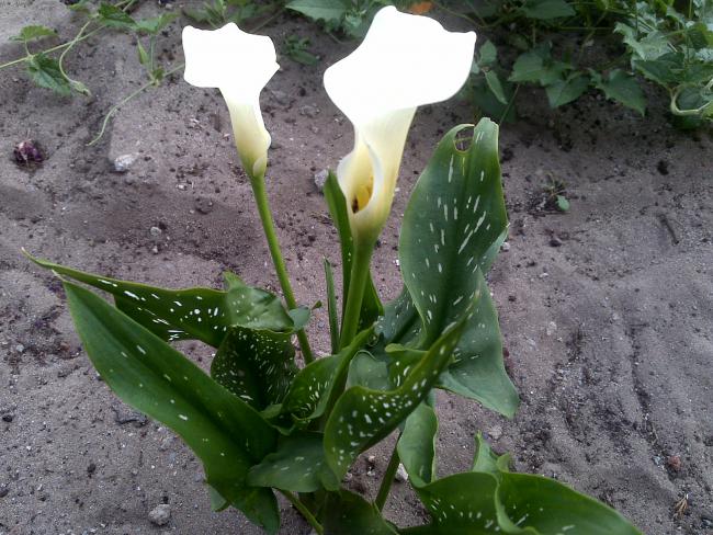 Name:  Foto1044.jpg
Views: 988
Size:  67.7 KB