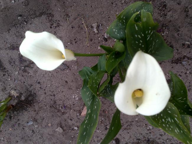 Name:  Foto1048.jpg
Views: 1009
Size:  60.9 KB