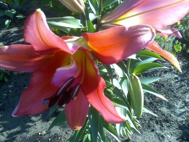 Name:  Foto1049.jpg
Views: 991
Size:  67.1 KB