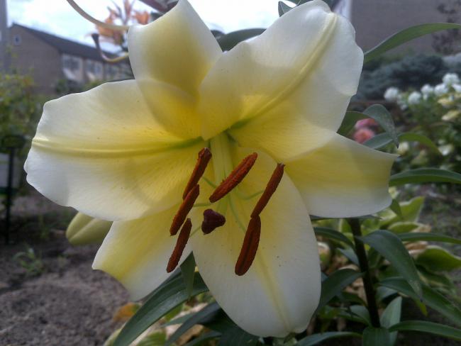 Name:  Foto1054.jpg
Views: 1013
Size:  35.2 KB