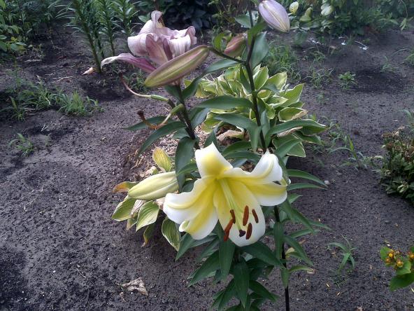 Name:  Foto1055.jpg
Views: 948
Size:  70.6 KB