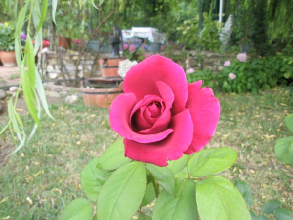Name:  P7150122 (600 x 450).jpg
Views: 979
Size:  69.2 KB
