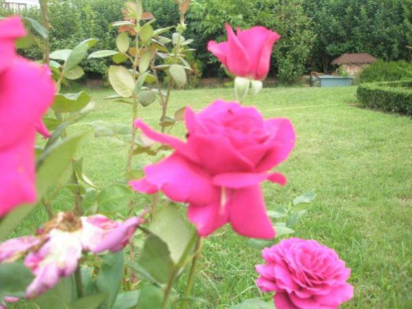 Name:  P7150112 (600 x 450).jpg
Views: 978
Size:  47.6 KB