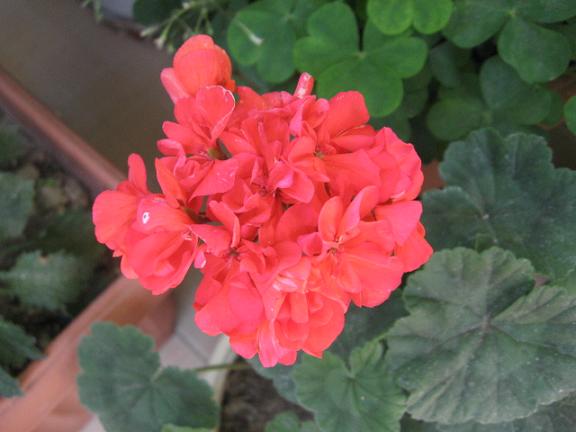 Name:  krmz sardunya.JPG
Views: 1224
Size:  37.1 KB