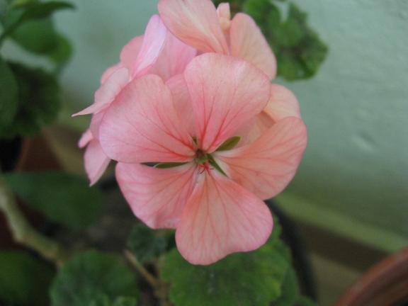 Name:  pembe s.JPG
Views: 1211
Size:  27.0 KB