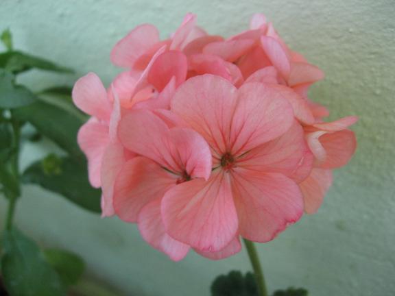 Name:  pembe sard.JPG
Views: 1218
Size:  28.2 KB