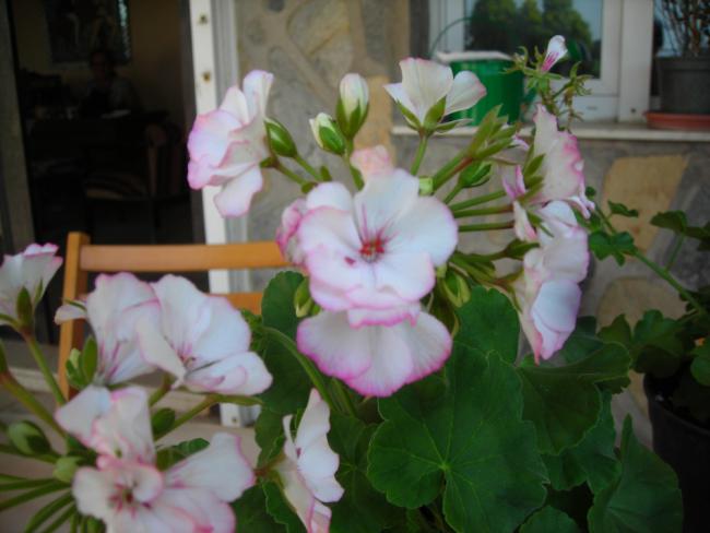Name:  DSCN2519.jpg
Views: 692
Size:  37.1 KB