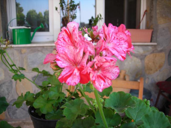 Name:  DSCN2520.jpg
Views: 690
Size:  43.9 KB