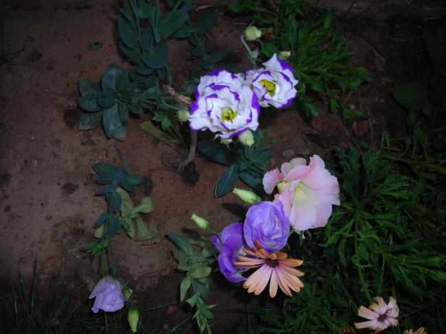 Name:  DSCN2539.jpg
Views: 662
Size:  45.7 KB
