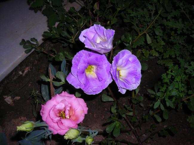 Name:  DSCN2547.jpg
Views: 665
Size:  46.6 KB