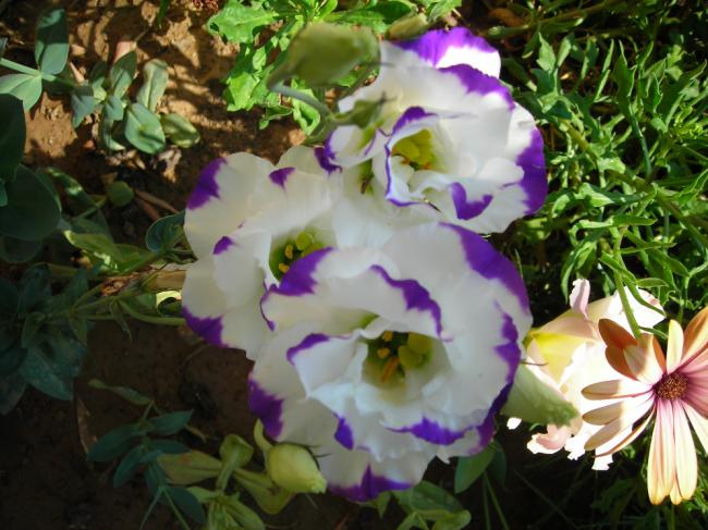 Name:  DSCN2553.jpg
Views: 666
Size:  56.2 KB