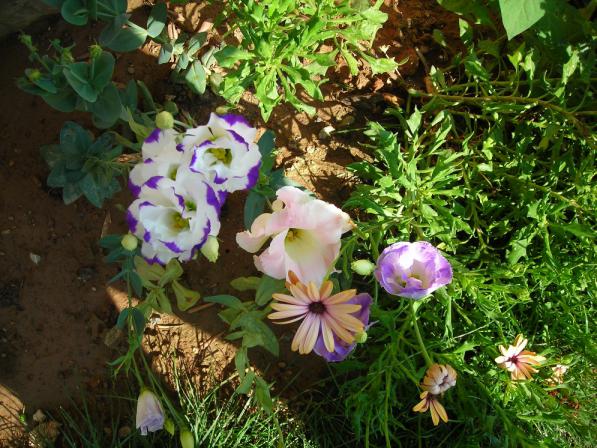 Name:  DSCN2554.jpg
Views: 664
Size:  71.9 KB
