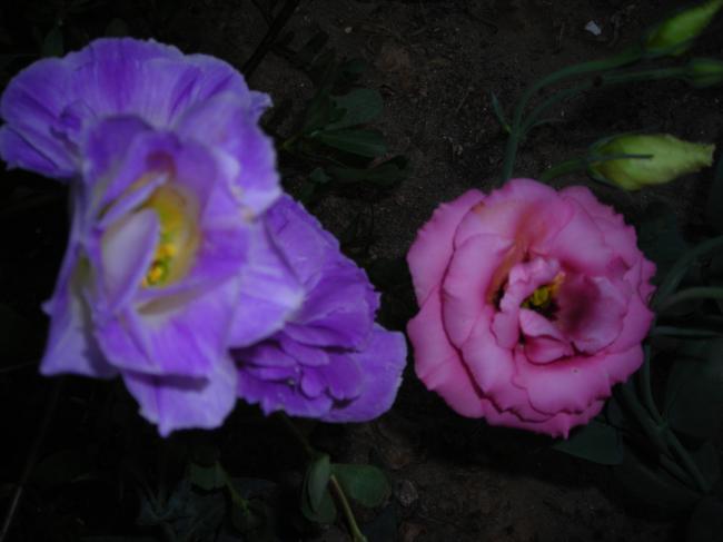 Name:  DSCN2546.jpg
Views: 655
Size:  29.1 KB