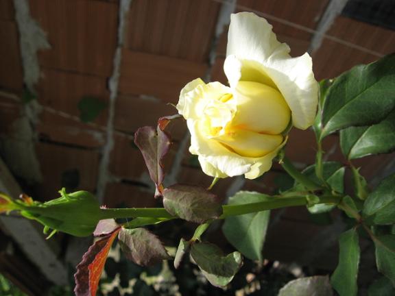 Name:  sar gl.JPG
Views: 1502
Size:  37.1 KB
