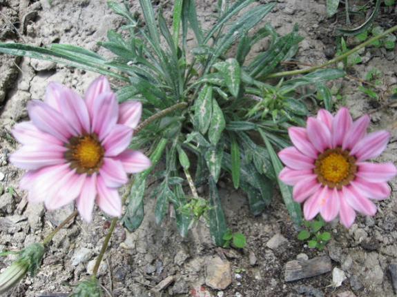 Name:  pembe gazanya.jpg
Views: 1464
Size:  57.4 KB