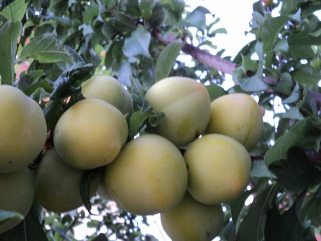 Name:  DSC00583_640x480.JPG
Views: 696
Size:  56.2 KB
