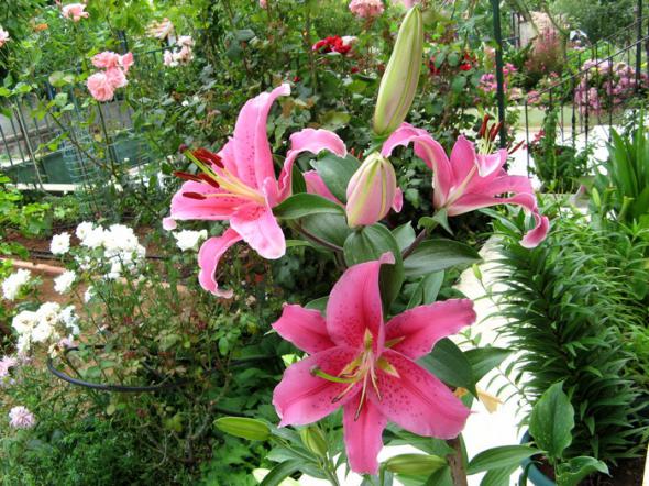 Name:  lilium7.jpg
Views: 803
Size:  72.5 KB