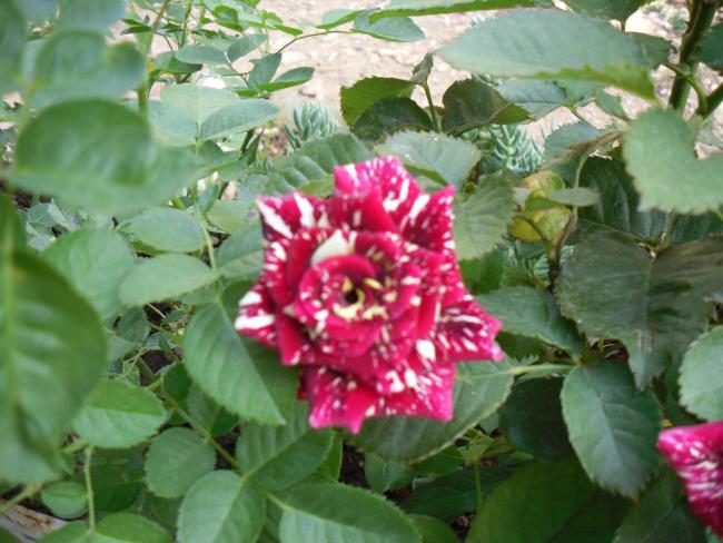 Name:  SDC10889 copy.jpg
Views: 617
Size:  50.7 KB