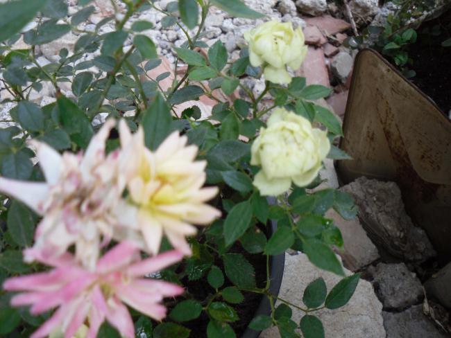 Name:  SDC10893 copy.jpg
Views: 596
Size:  49.4 KB