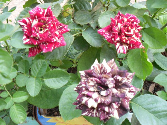 Name:  SDC10892 copy.jpg
Views: 613
Size:  65.3 KB