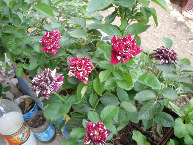 Name:  SDC10887 copy.jpg
Views: 613
Size:  66.9 KB