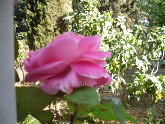 Name:  SDC10890 copy.jpg
Views: 621
Size:  59.6 KB