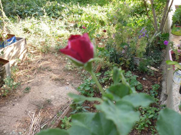 Name:  SDC10891 copy.jpg
Views: 603
Size:  70.8 KB