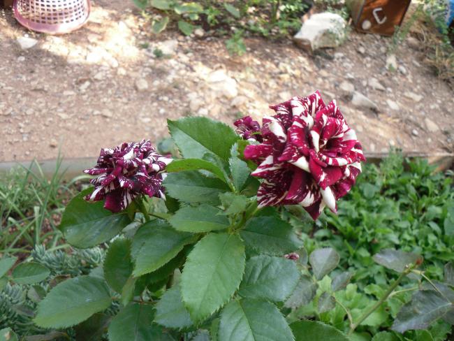 Name:  SDC10888 copy.jpg
Views: 610
Size:  64.0 KB
