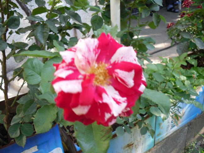 Name:  SDC10900 copy.jpg
Views: 605
Size:  55.5 KB