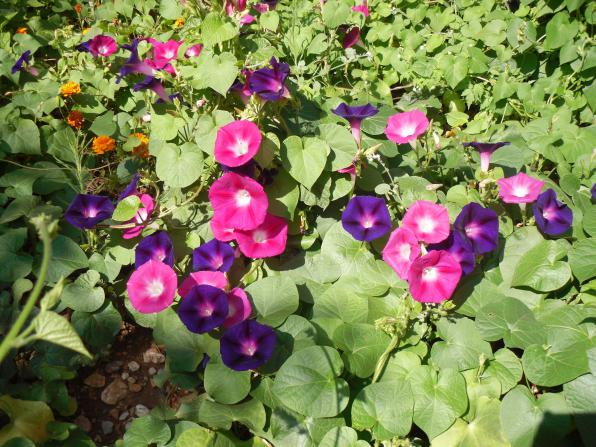 Name:  SDC10858 copy.jpg
Views: 687
Size:  72.3 KB