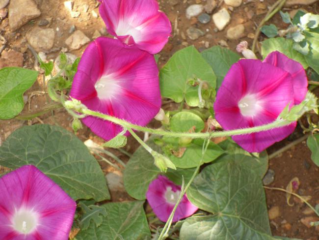 Name:  SDC10862 copy.jpg
Views: 680
Size:  53.5 KB