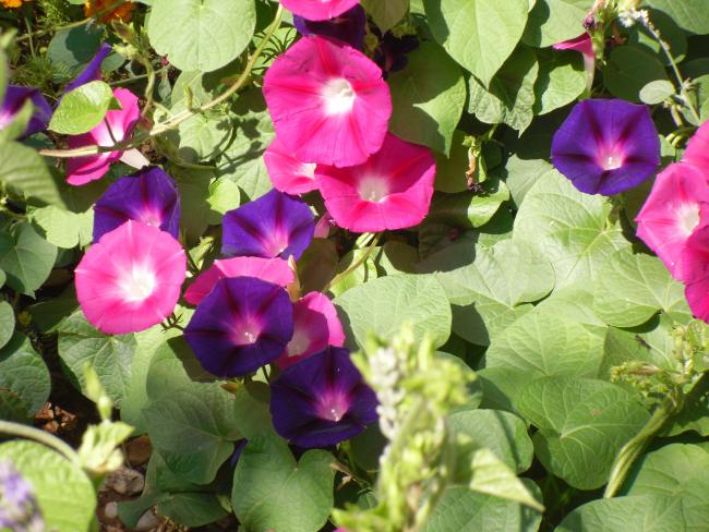 Name:  SDC10859 copy.jpg
Views: 679
Size:  62.1 KB
