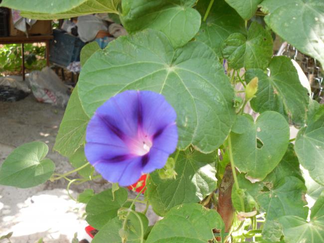 Name:  SDC10864 copy.jpg
Views: 659
Size:  47.7 KB