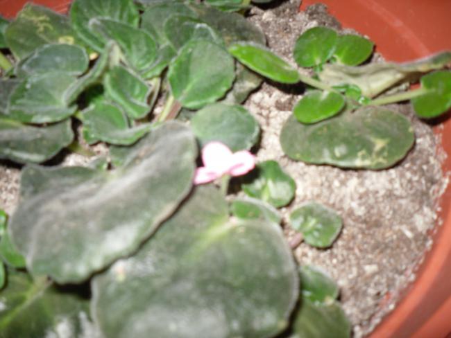 Name:  SDC10885 copy.jpg
Views: 597
Size:  39.6 KB