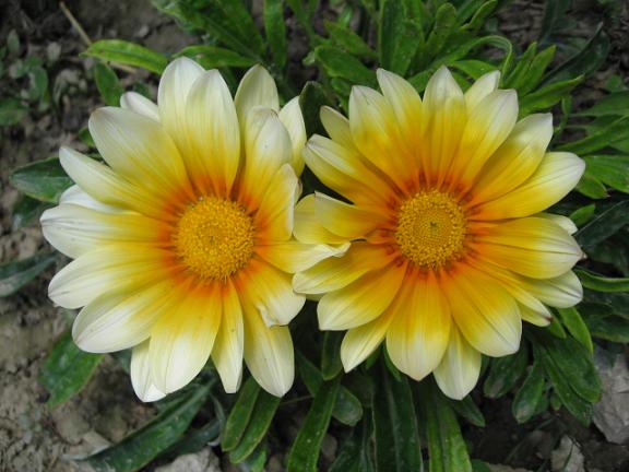 Name:  ikili gazanya.JPG
Views: 2192
Size:  49.6 KB