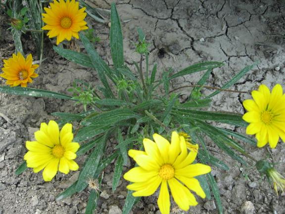 Name:  sar gazanyala.JPG
Views: 2232
Size:  67.4 KB