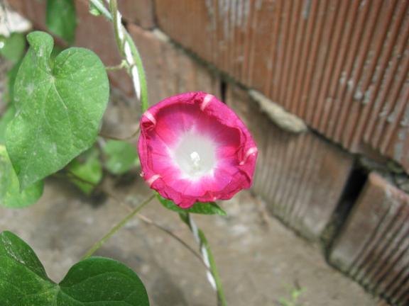 Name:  pembe sabah sefas.JPG
Views: 1775
Size:  37.5 KB