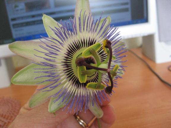 Name:  saat iei.JPG
Views: 2064
Size:  39.7 KB