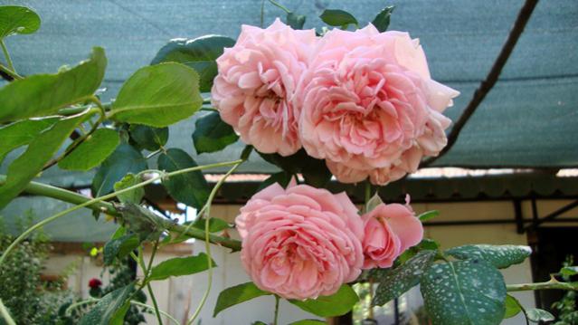 Name:  bahem2010 010.jpg
Views: 525
Size:  41.2 KB