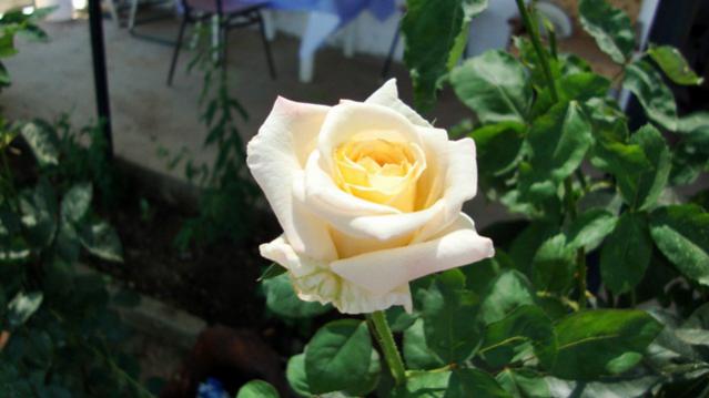 Name:  bahem2010 017.jpg
Views: 504
Size:  30.3 KB