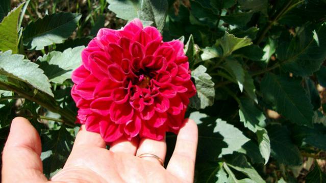 Name:  bahem2010 031.jpg
Views: 500
Size:  39.7 KB