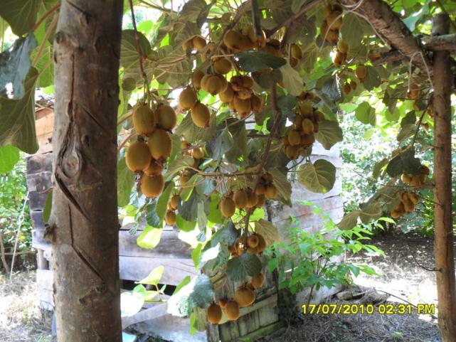 Name:  Resim 1678.jpg
Views: 1367
Size:  71.1 KB