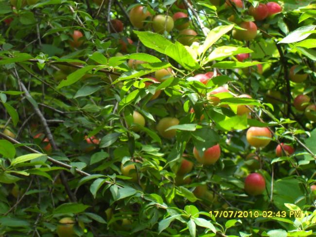 Name:  Resim 1691.jpg
Views: 1081
Size:  66.4 KB