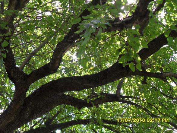 Name:  Resim 1766.jpg
Views: 1095
Size:  72.7 KB