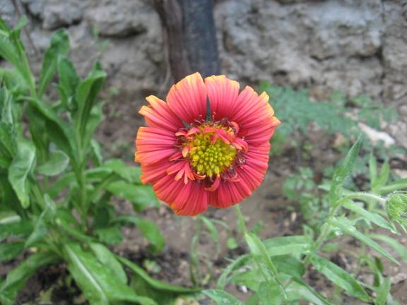 Name:  krmz  1.JPG
Views: 1867
Size:  47.2 KB