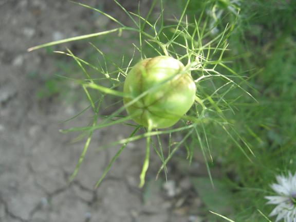 Name:  rekotu tohum.JPG
Views: 1624
Size:  37.1 KB